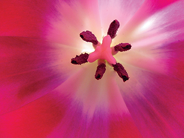 Vision 2017 Thoman 5 Gardens Sister Elizabeth Thoman, C.H.M. photo of pink flower