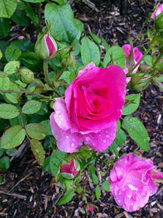 Vision 2017 Tomshack More gardens of religious communities School Sisters of Notre Dame