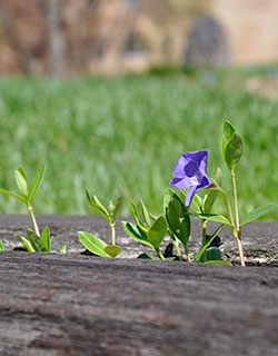 Vision 2017 Tomshack More gardens of religious communities Sisters of the Holy Cross