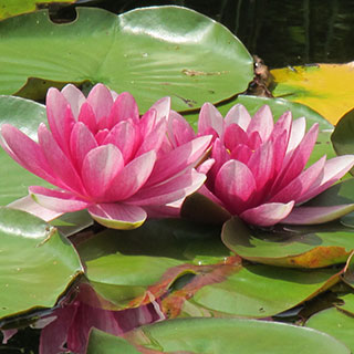 Vision 2017 Tomshack More gardens of religious communities Sisters of St. Martha of Antigonish