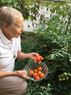 Vision 2017 Tomshack More gardens of religious communities Franciscan Missionaries of Mary