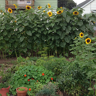 Vision 2017 Tomshack More gardens of religious communities Sisters of St. Francis of the Neumann Communities
