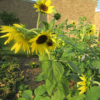 Vision 2017 Tomshack More gardens of religious communities Sisters of Mercy of Illinois