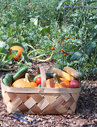 Vision 2017 Tomshack More gardens of religious communities Sisters of Mercy of North Carolina Foundation