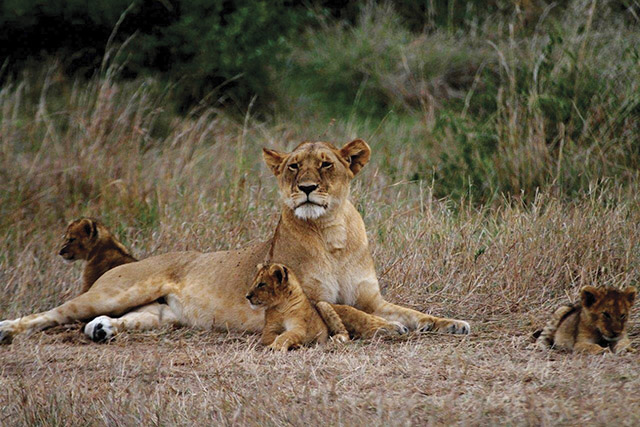 Vision 2018 Bragotti 6 Five reasons I love being a missionary priest Lions in Masai Mara, Kenya