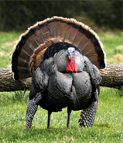 turkey turkey